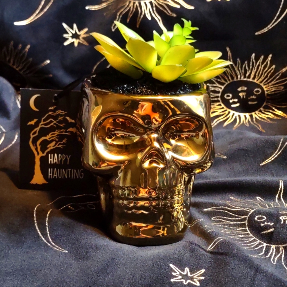 golden skull succulent 💀